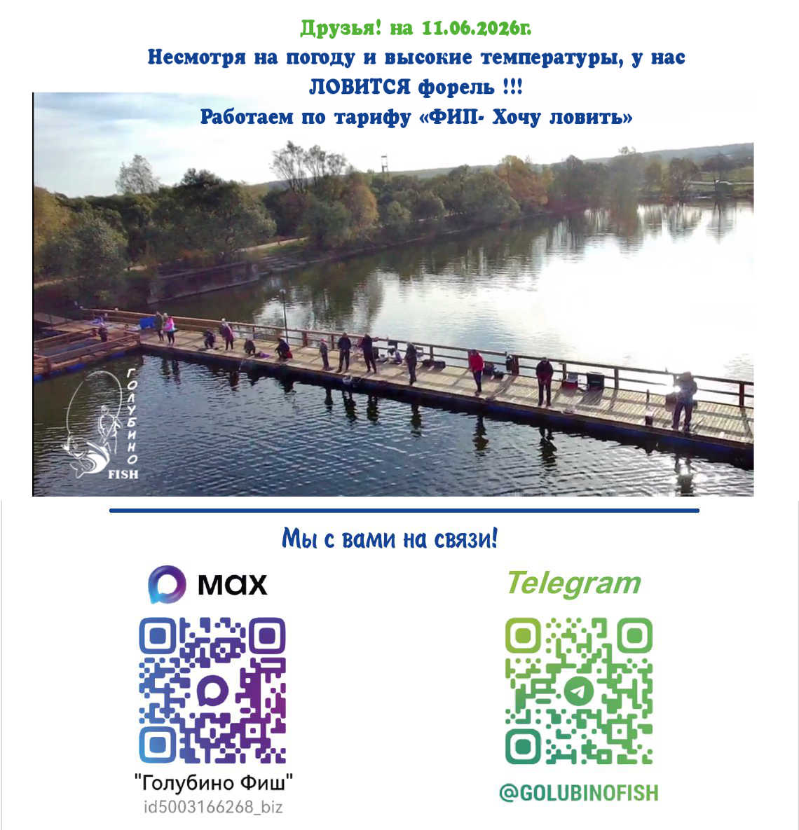 Голубино фиш